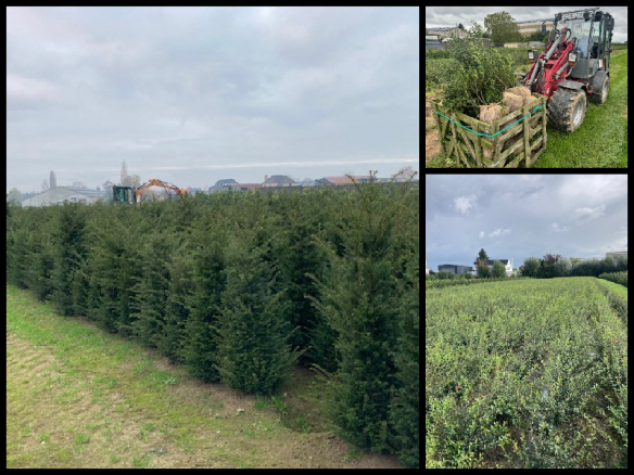 Kwekerij van kluitplanten Ingelmunster, West-Vlaanderen