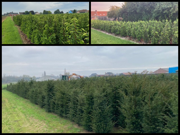 Taxus Ingelmunster, West-Vlaanderen