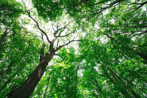 Kleine bomen op stam Sint-Katelijne-Waver, Antwerpen