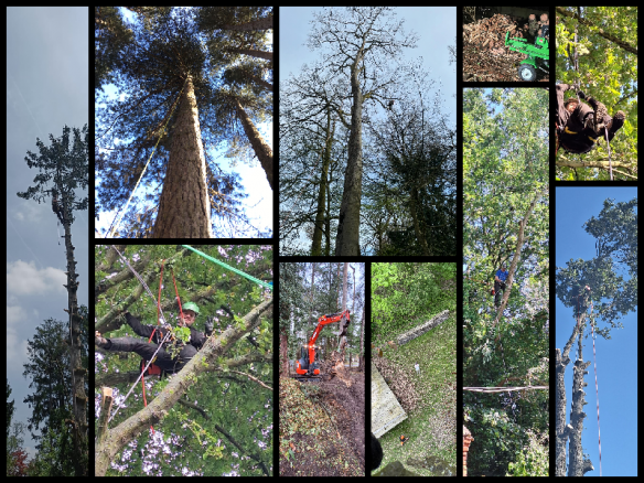 Vellen en snoeien van bomen Bonheiden, Antwerpen